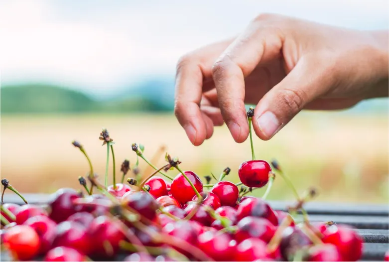 Cerezas | Pampa Fruit