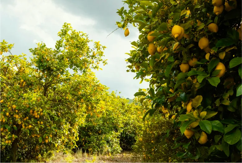 Limón | Pampa Fruit